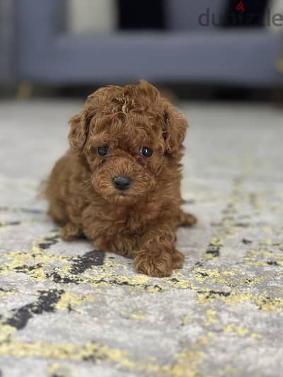 Toy poodle puppy بودل