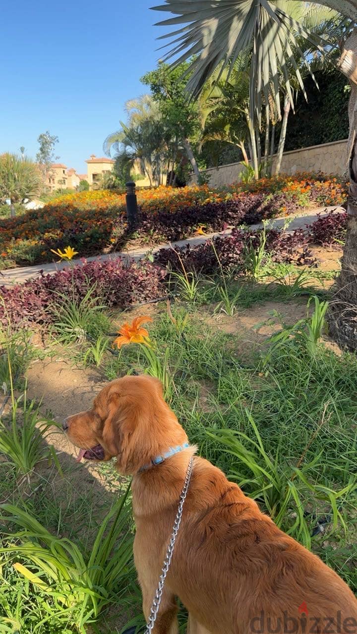 Golden 3