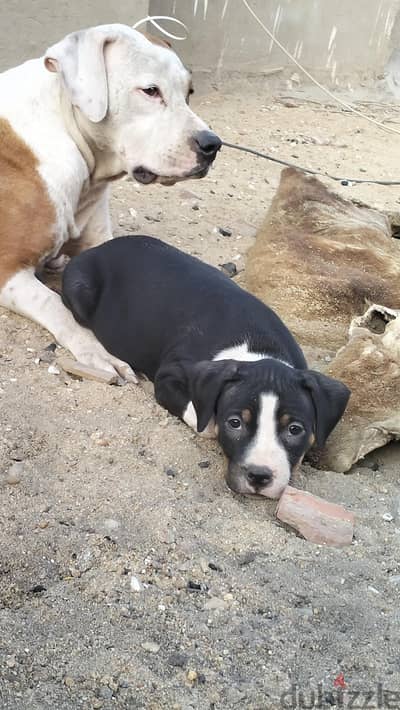 XXL pitbull