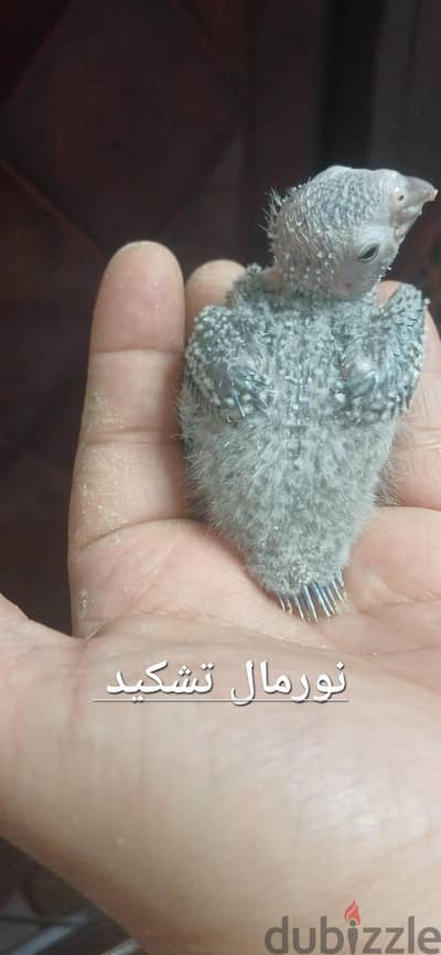 يلوسايد