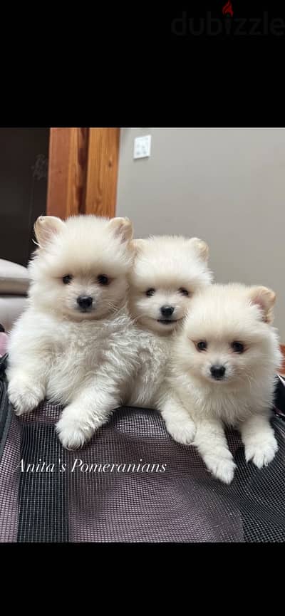Pomeranian puppies البومرينيان