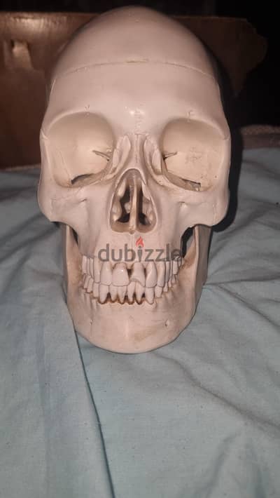 skull جمجمة
