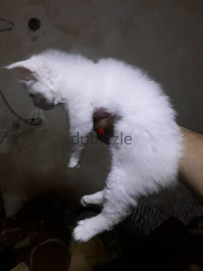 خمسه وأربعين يوم الي عايز يكلمني فون01200315013