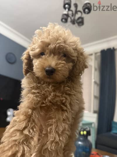 Maltipoo