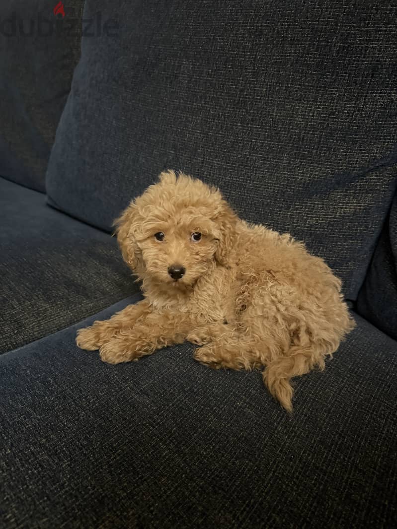 Maltipoo 1