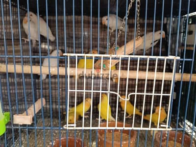 روز اورنج