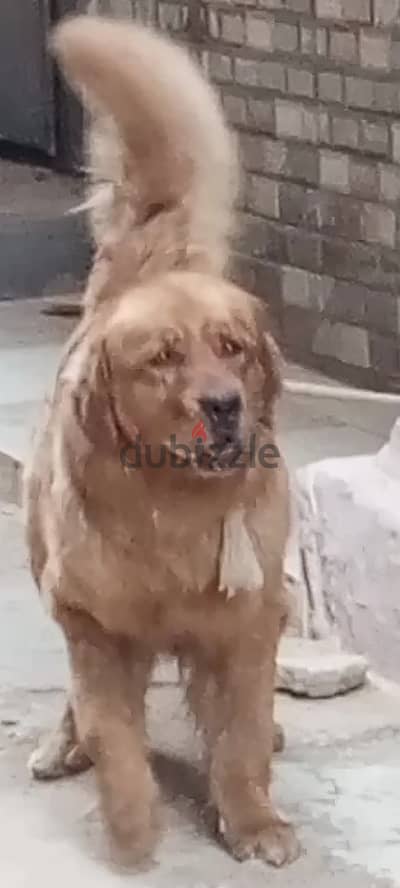 جولدن ريتريفر عمرها سنه ونصف