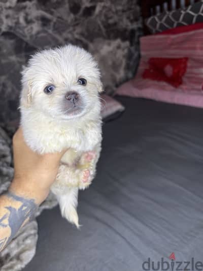 Mini Havanese