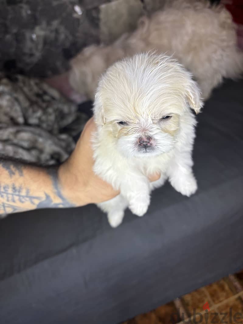 Mini Havanese 1