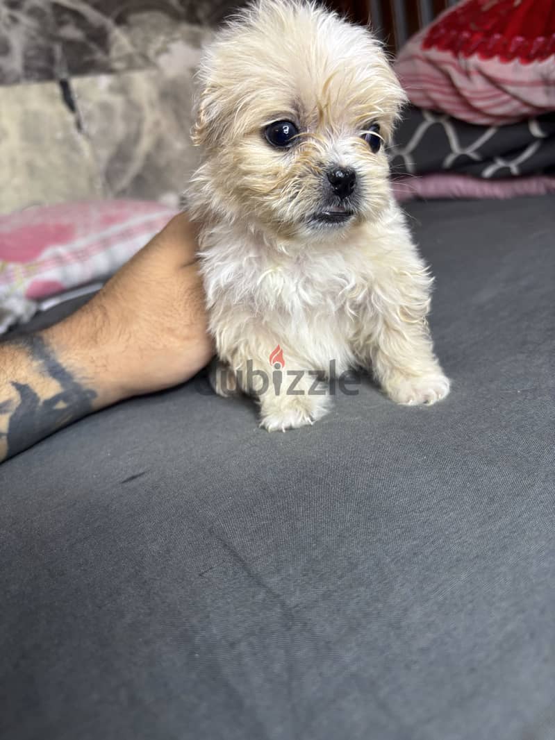 Mini Havanese 2