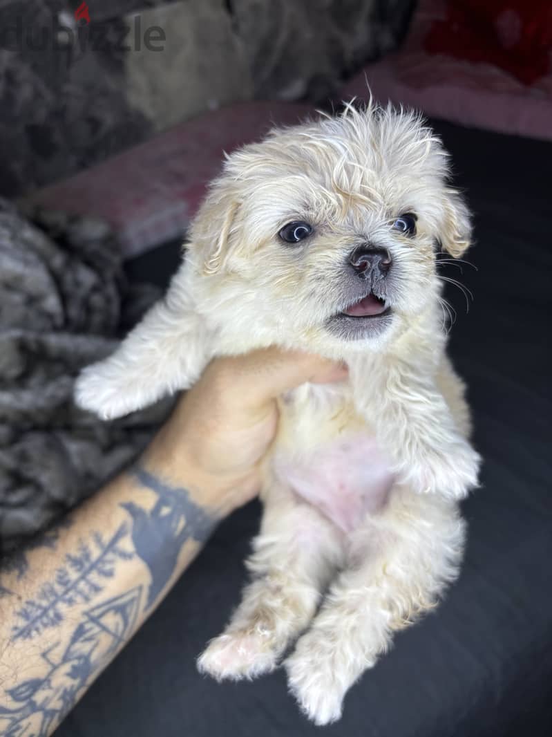 Mini Havanese 3