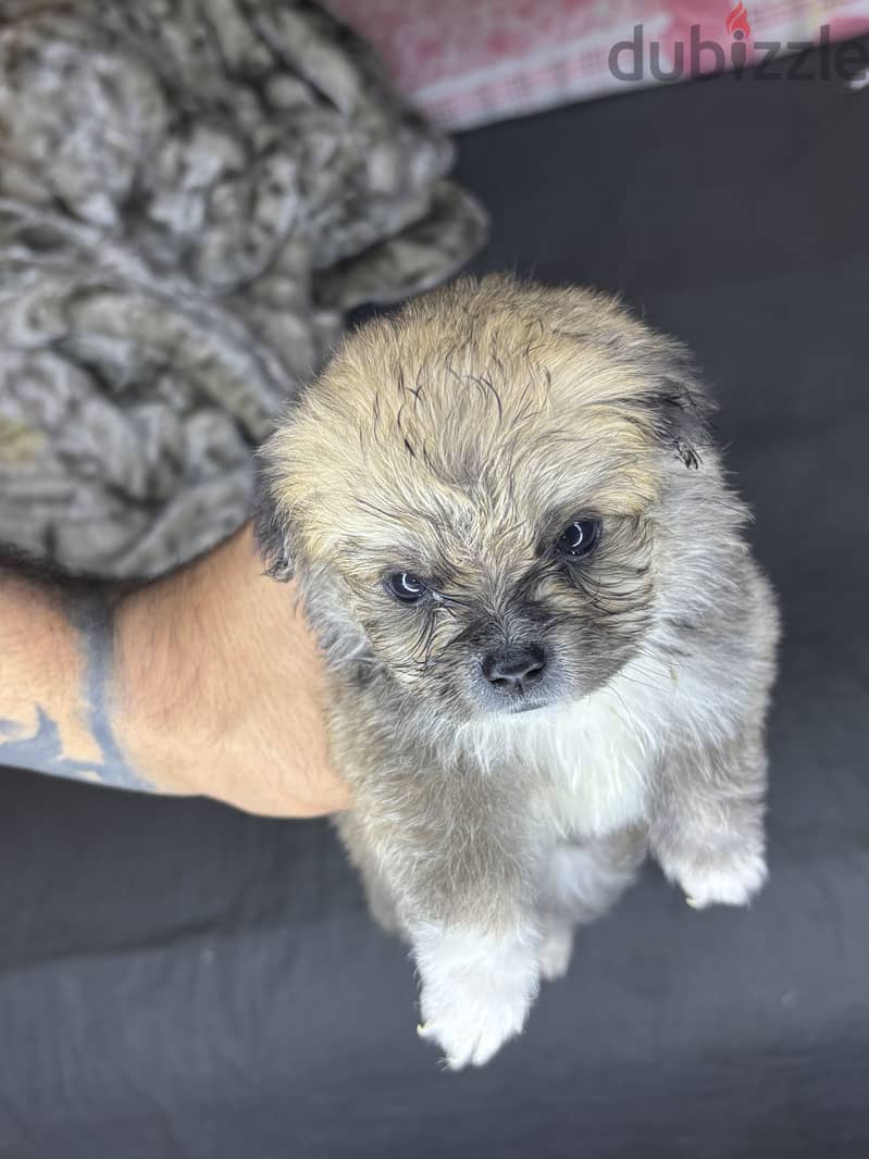 Mini Havanese 4