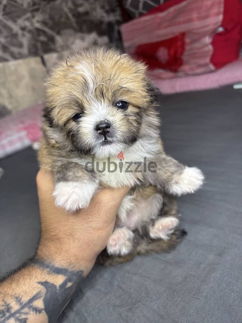 Mini Havanese 5