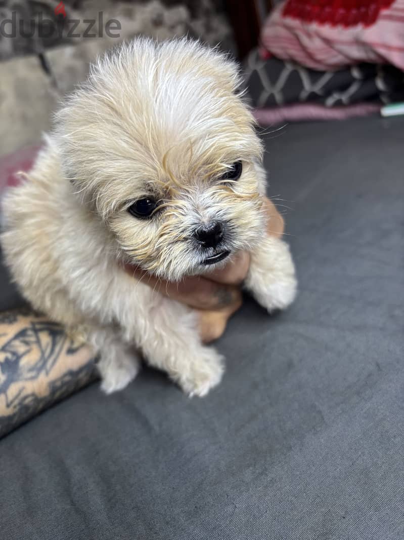Mini Havanese 6