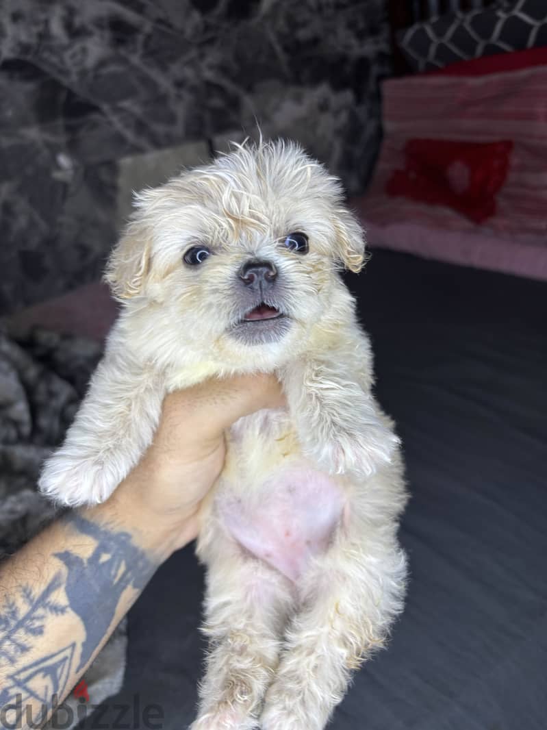 Mini Havanese 7