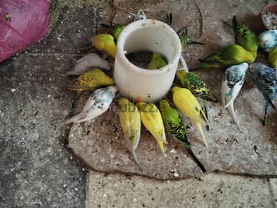 زيادددات لبيع حاجه محترمه تربيه حره