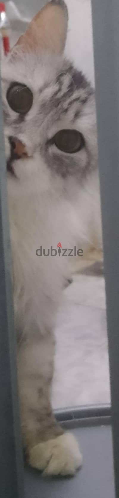 قط للبيع