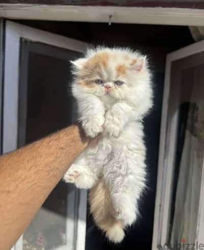 انثي بيرشن ڤان بيكي فيس 01009509522