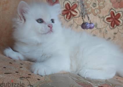 هافات بيور أصلي