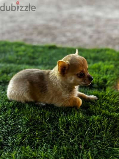 Chihuahua Puppies