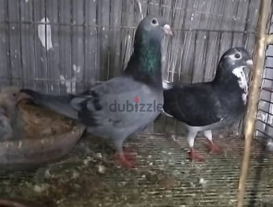 جوز جمعيه شعبي شغالين