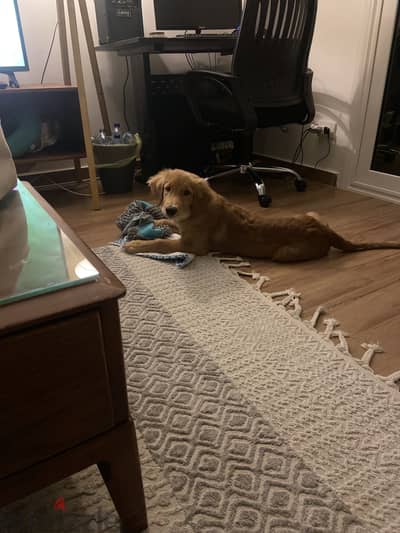 كلب جولدن ريتريفر  ٤ شهور و نص/golden retriever puppy 4.5 months