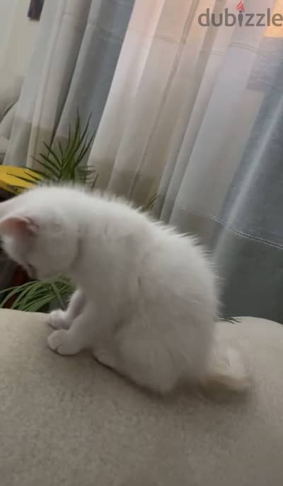 قط شيرازي ٤٥ يوم