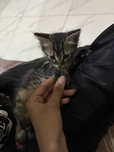 Male cat