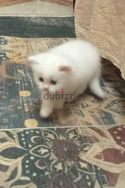 قط ذكر شيرازي هاف بيكي للبيع
