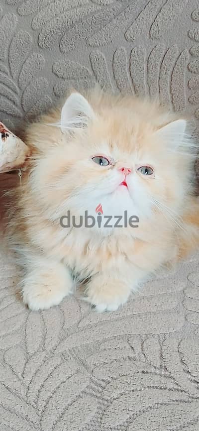 female Persian red kitten used litter box