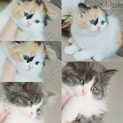 كيتنز انثى كاليكو كلاسيك وذكر بيرشن بلو باى كلر ٥٠ يوم مدربين ومطعمي