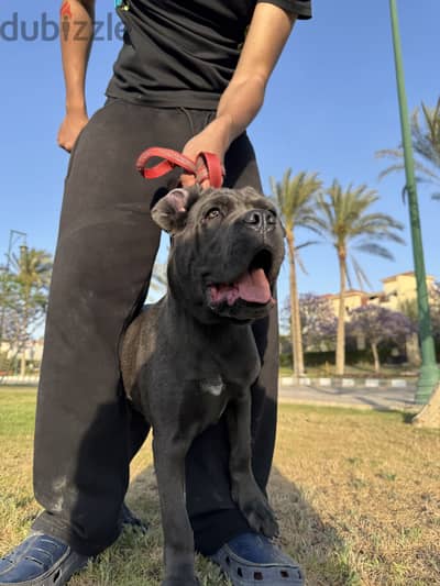Cane corsooo