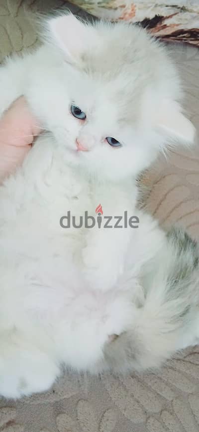 kittens ragadoll bure 50 days used litter box