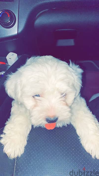 Havanese puppise with top quality _ جراوي هافانيز سلاله نقيه جدا
