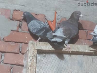 ذكور حمام للبيع