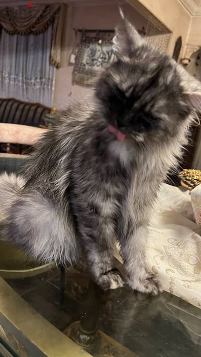 قطه تبني