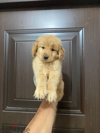 Golden retriever puppy
