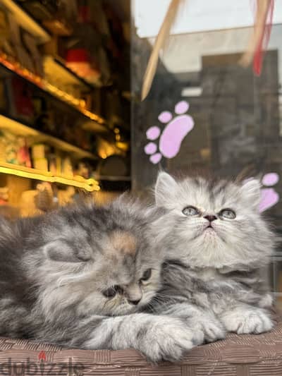 قطط شنشيلا