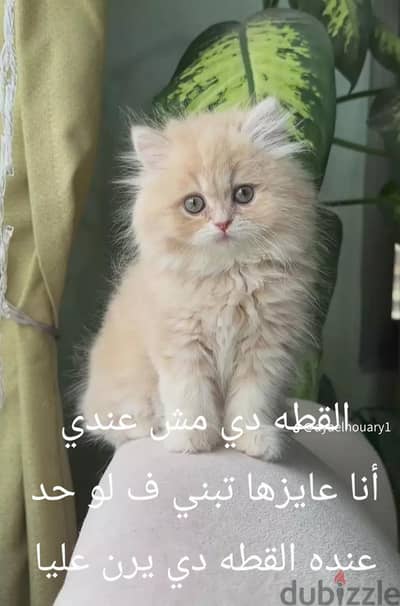 القطه دي مش عندي انا عايزها تبني لو حد عنده يرن