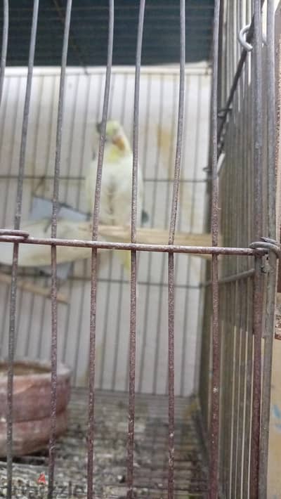 ذكر بنداد شاكر برصاصي نتايه بنداد سكري معهم ابنهم