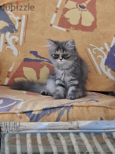 قطة شيرازي بيور للبيع