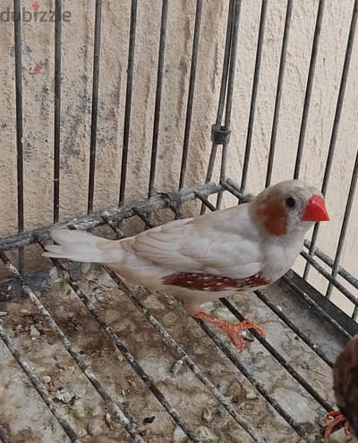 زيبرا ايزابيل وعشوش فخار