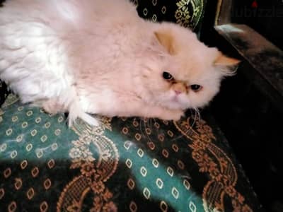 قط هيمالايا اورنج زورار
