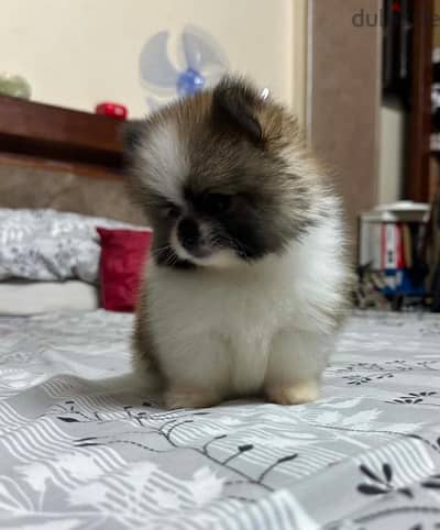بمورينيان  بامورنيان    pomeranian