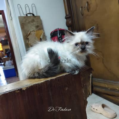 بنوته لعبيه جدا