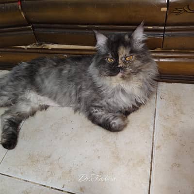 قط شيرازي فارسي اصيل اولاده حلوين قوي