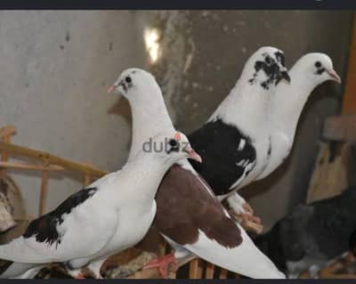 حمام بلدي