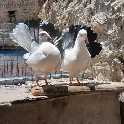 اربع زغاليل  وتالت نتي هزاز