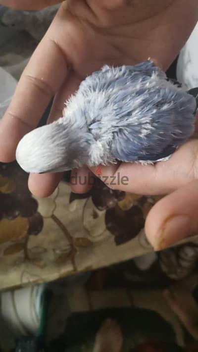فروخ روز و روز من متدرب