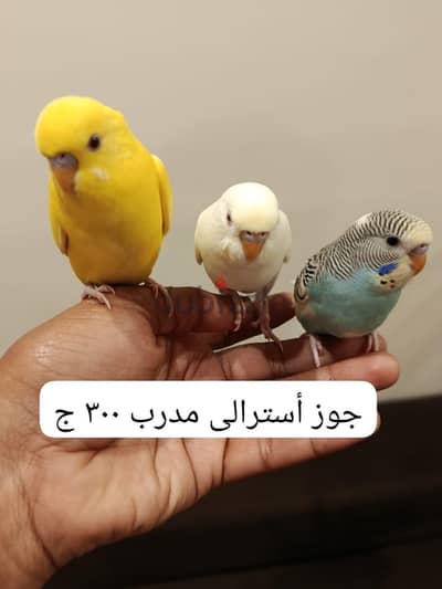 جوز أسترالى مدرب ٣٠٠ ج